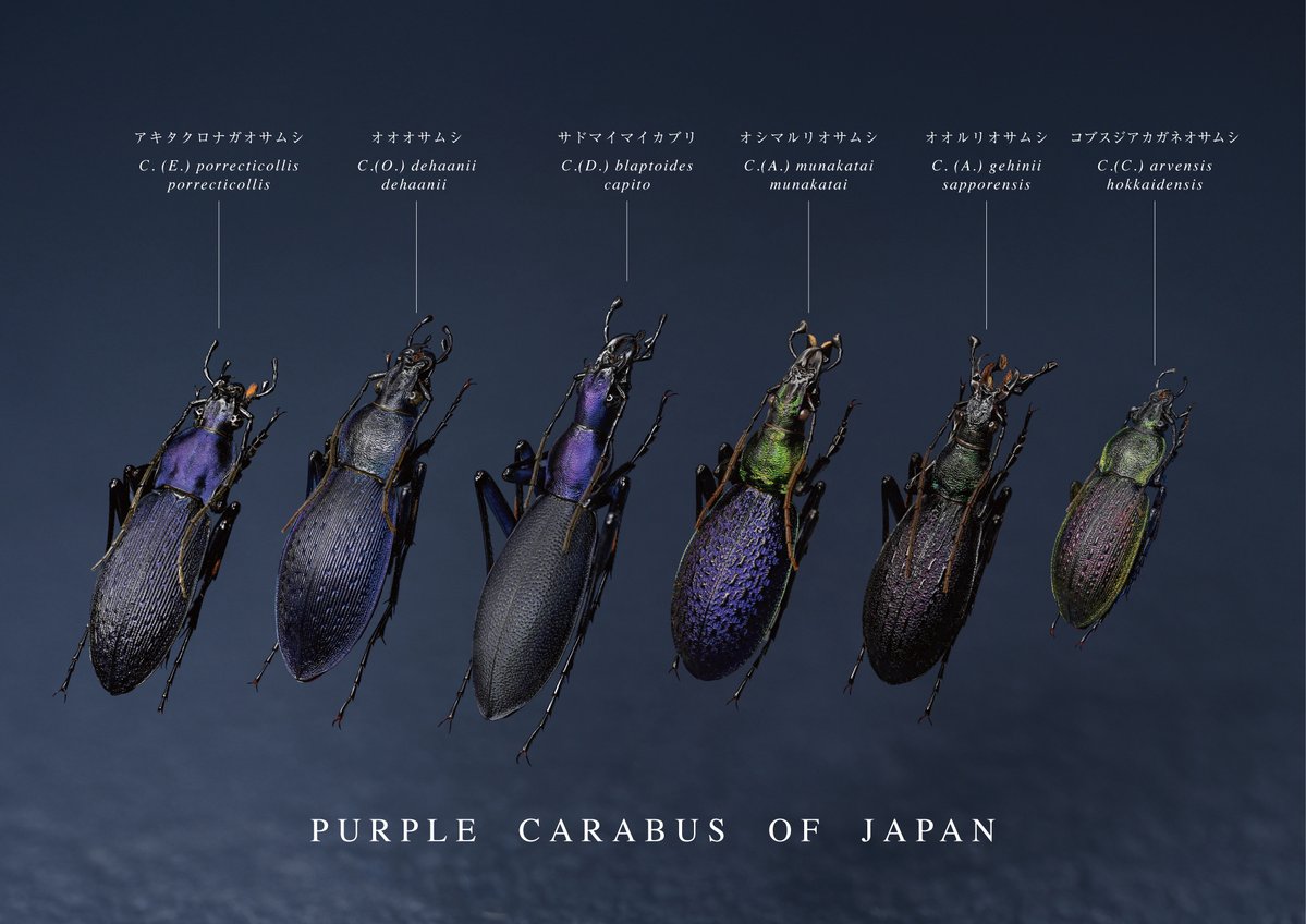 BUGS-DESIGN tweet media