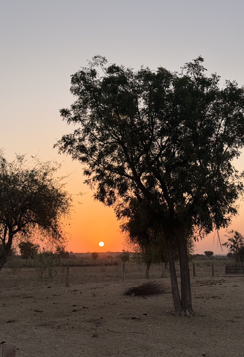 मरू री मरवण🏜️ tweet media