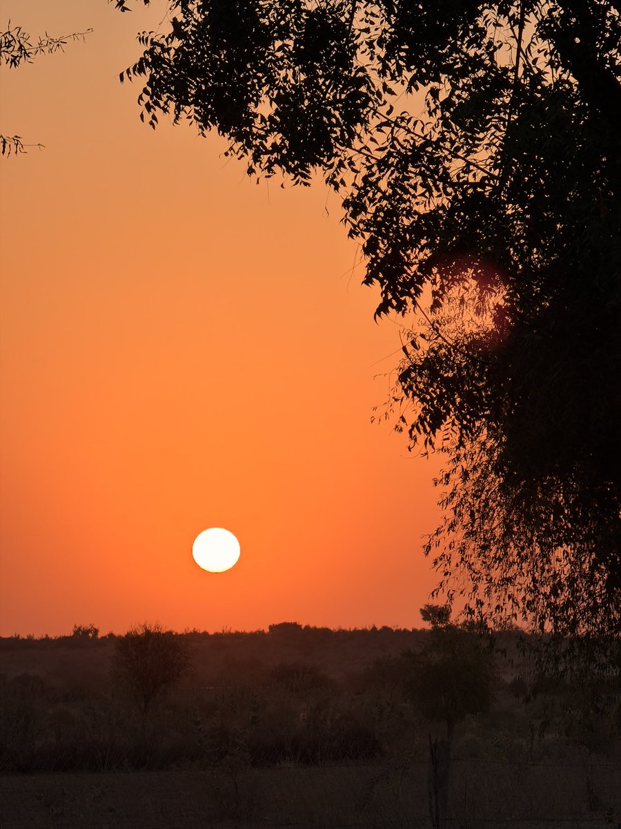 मरू री मरवण🏜️ tweet media