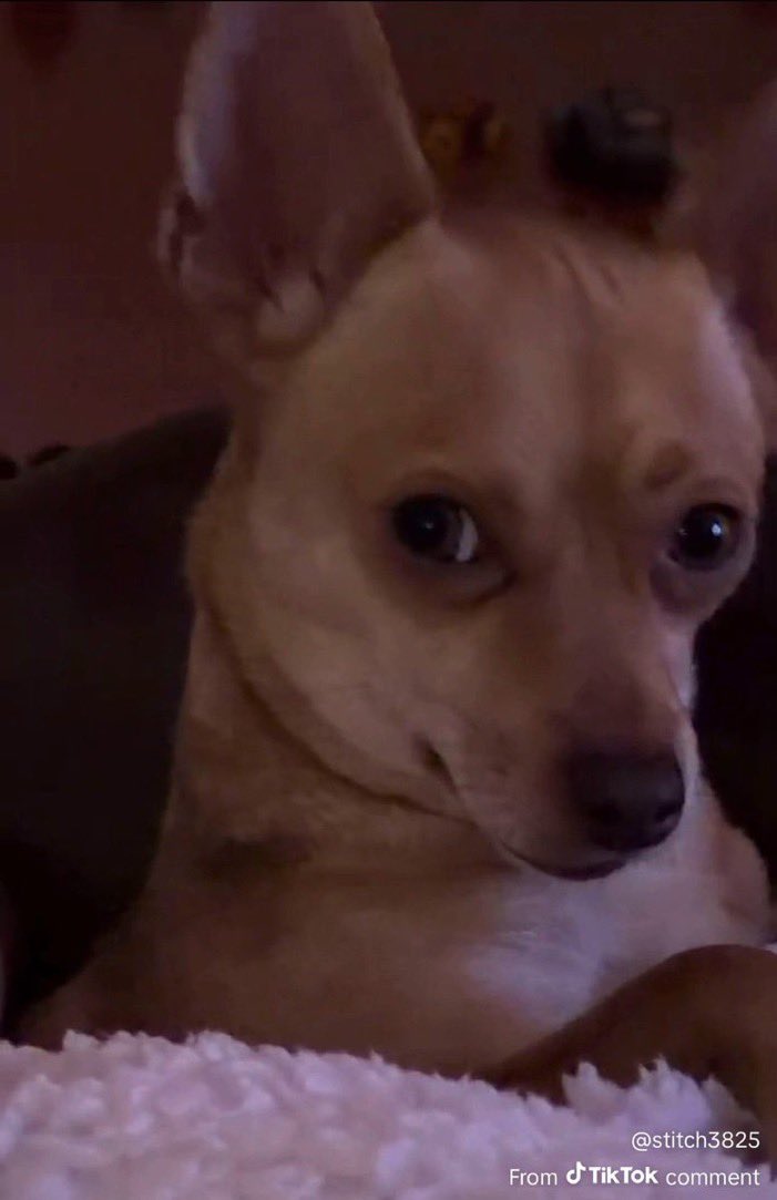 You just stupid gan... If RETARDED was a person