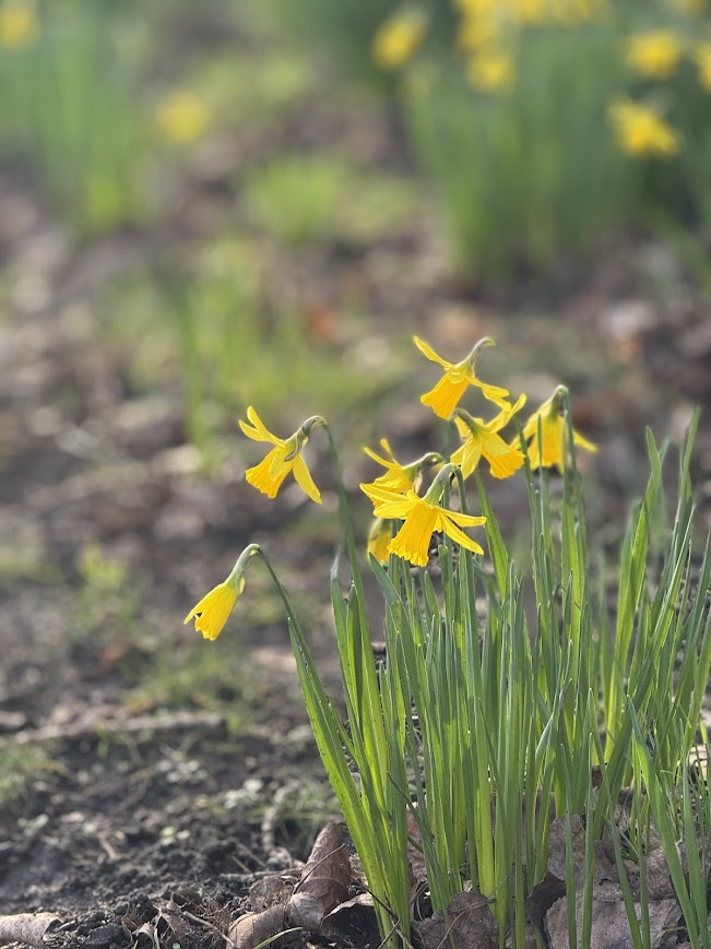 Jocaccia tweet media