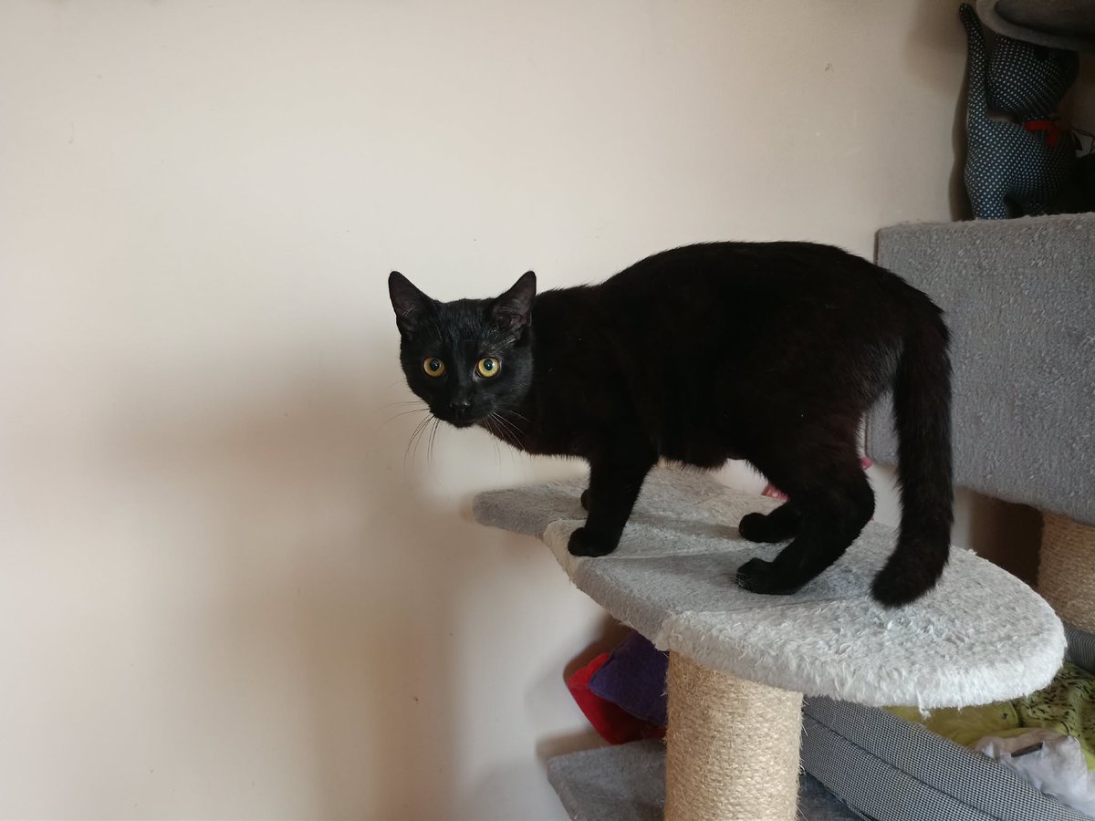 Nie wiem już co robić, cały czas dużo brakuje.

A czas się kończy.
Sama wpłaciłam ile mogłam, na więcej mnie nie stać.

Proszę chociaż 1 zł niech każdy dorzuci 🙏

ratujemyzwierzaki.pl/batmann