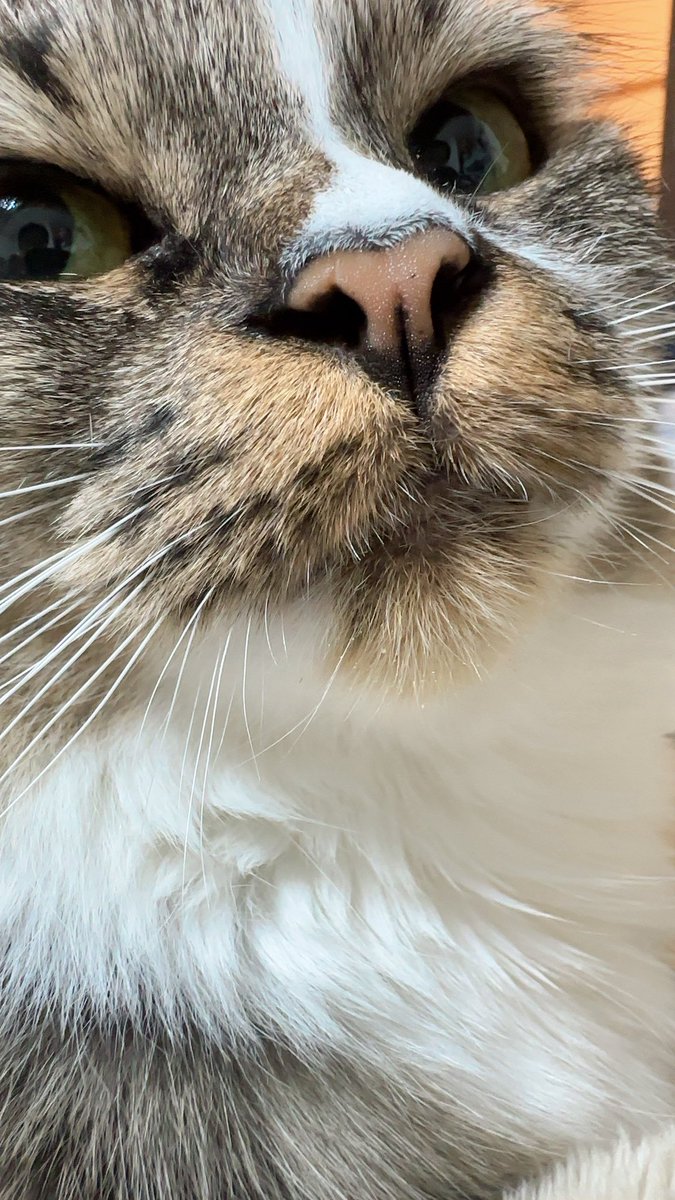mi_4_1017's tweet photo. この下顎のムニっと感...たまらない♡ #猫のいる暮らし    #ねこ  #かわいすぎる https://t.co/EyagFddDK8