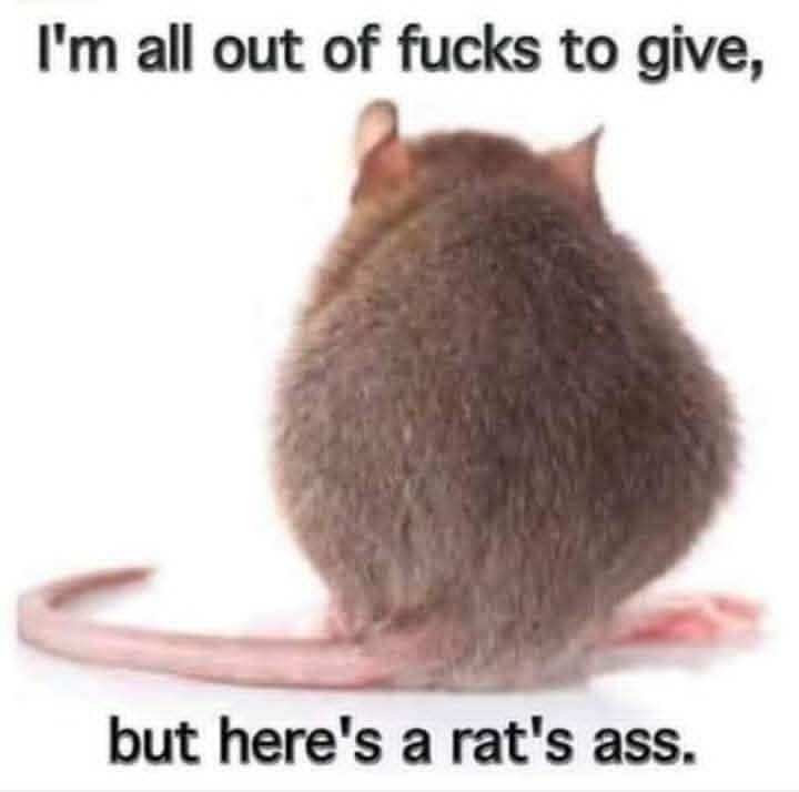 Linksjugend Westlausitz 🏴🚩 tweet media