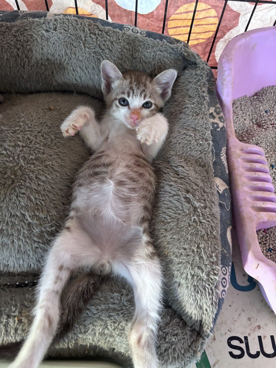 ผลัดกันหอมพุงได้ค่ะ 😻 หรือใครอยากรับเจ้าเด็กพุงกลมไปอยู่บ้าน ก็ทักได้นะค้าบบ รับสมัครอุนแม่อุนพ่อ หาบ้าน หาบ้าน 🏡💗 #ต้นอ้อ_Johnjud