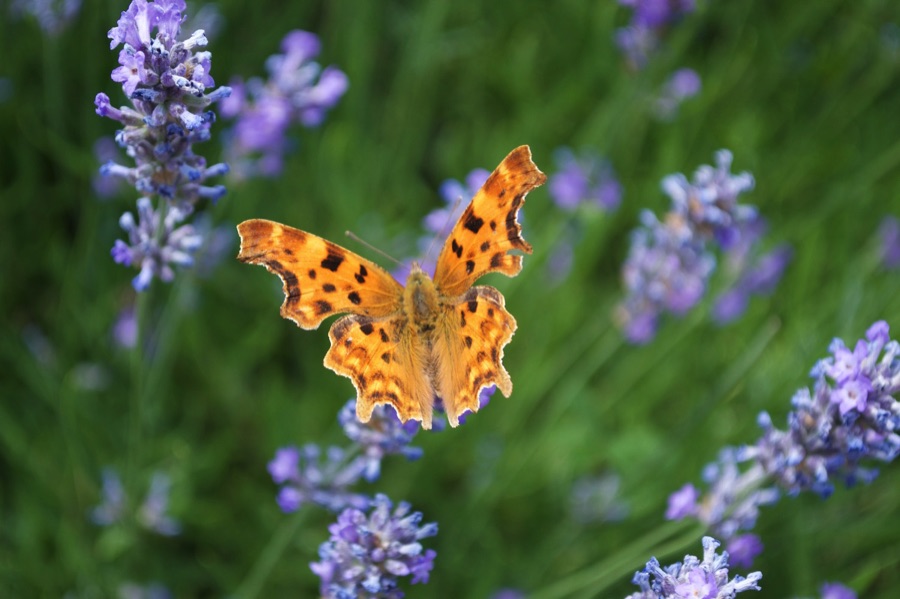 Little Green Space 🦋 tweet media