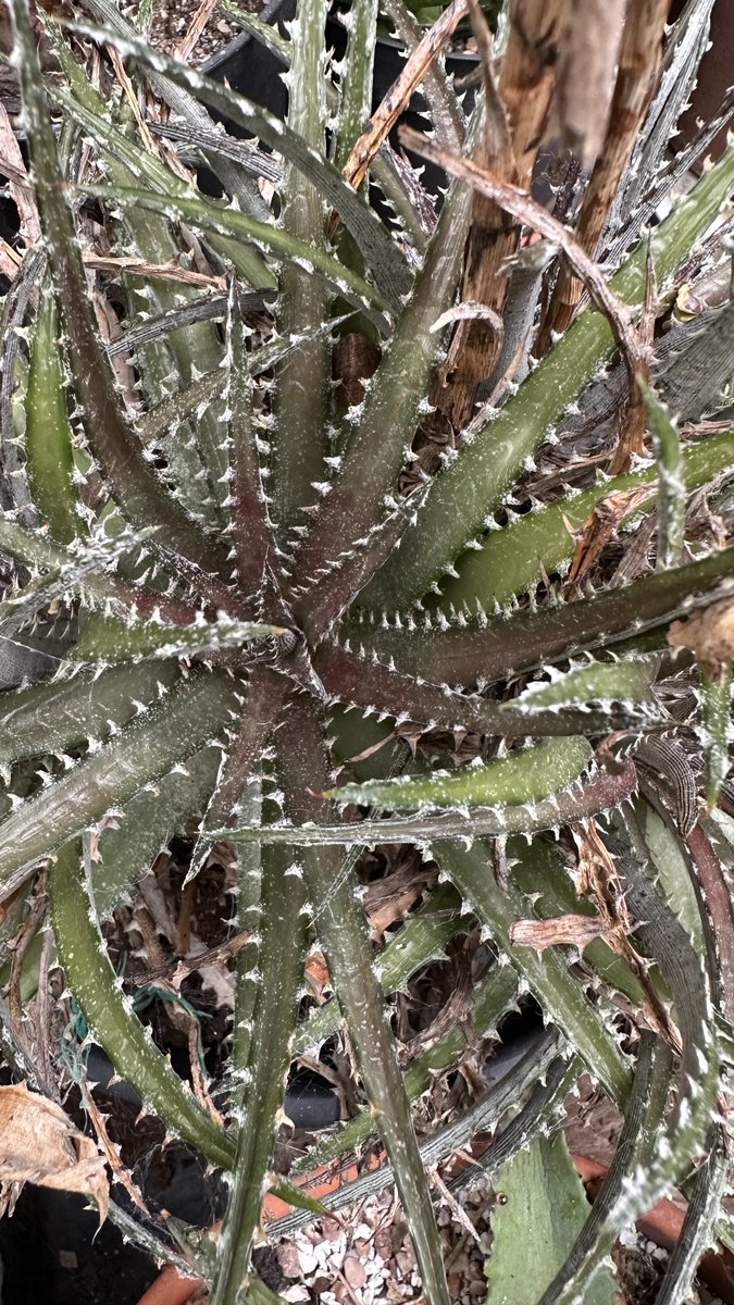 acherontiadex's tweet photo. Dyckia ‘bright star’ #bromeliads #bromos https://t.co/eUFqixXlok