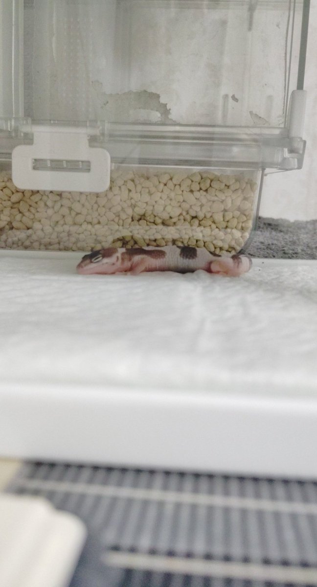 モリコフたなか tweet media