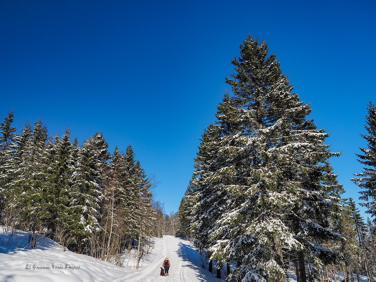 ¡Nuevo! 🥳❄️ Acompañadnos hasta #Noruega para recorrer una sencilla ruta circular desde Frognerseteren hasta Tryvannstua, en Oslo. Este sendero, al que se llega en metro, es accesible todo el año, aunque durante el invierno es una maravilla.
guisanteverdeproject.com/2026/02/tryvan…