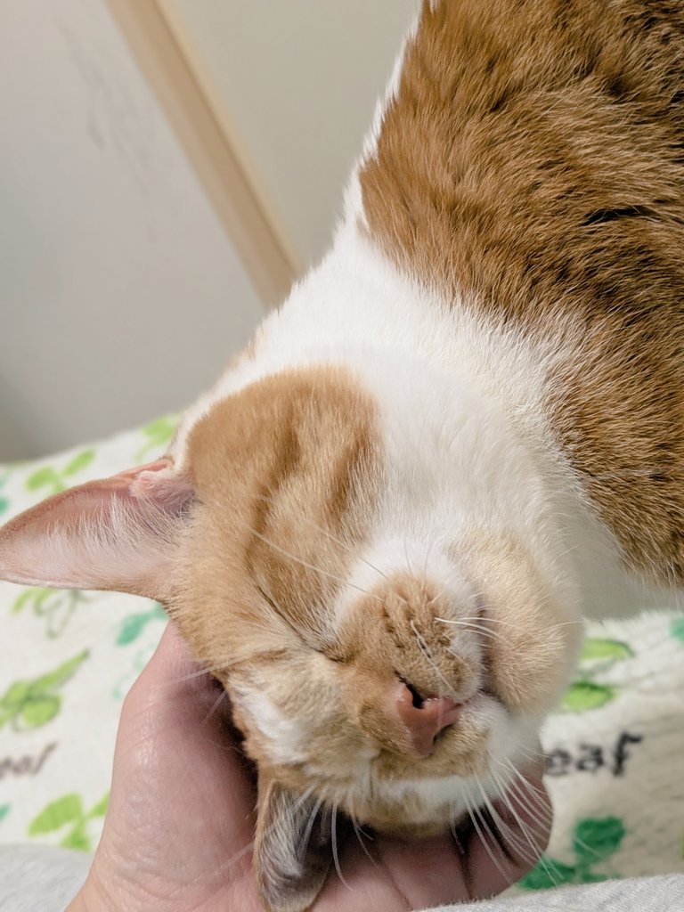 気持ちいいお顔
#猫のいる暮らし #猫