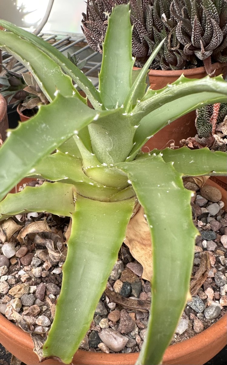 acherontiadex's tweet photo. Hechtia nuusavorium #bromeliads #bromos https://t.co/ImFHrcNY7L