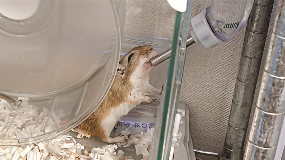 相変わらず微笑みながらお水を飲んでいるなめちゃん