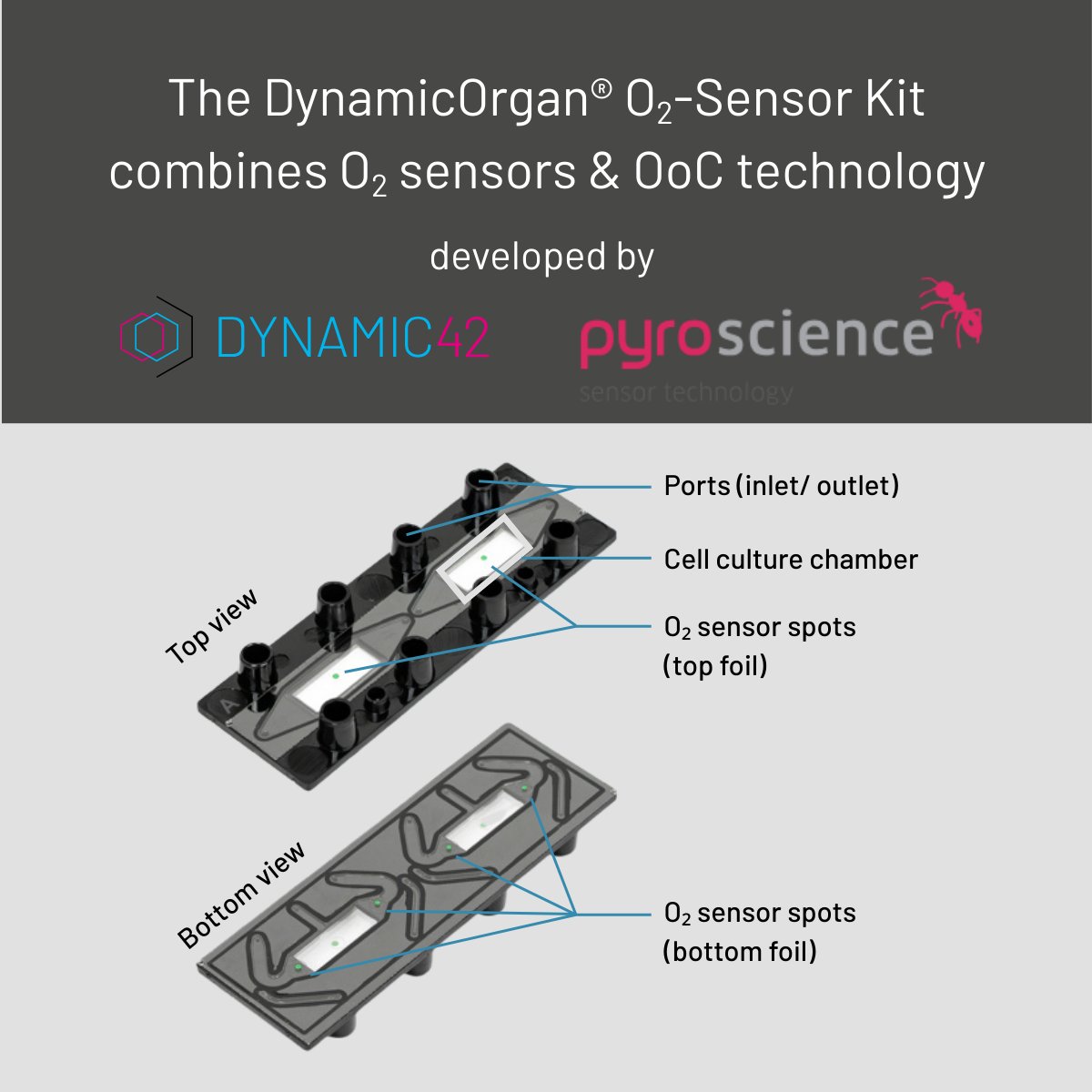 Dynamic42 GmbH tweet media