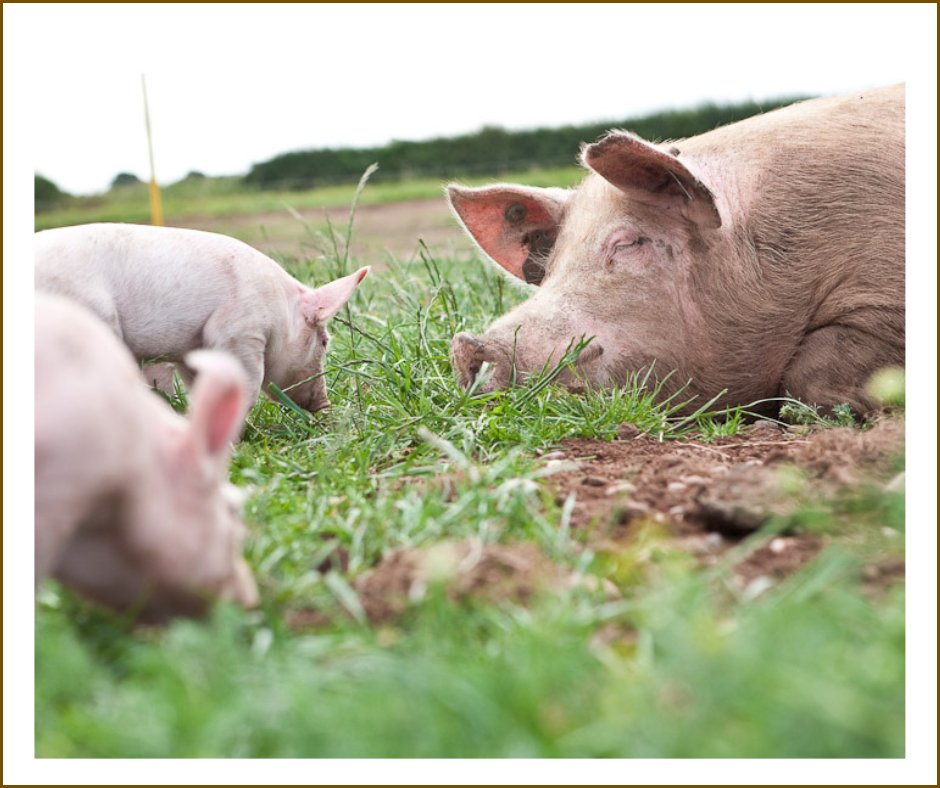 PackingtonFreeRange tweet media