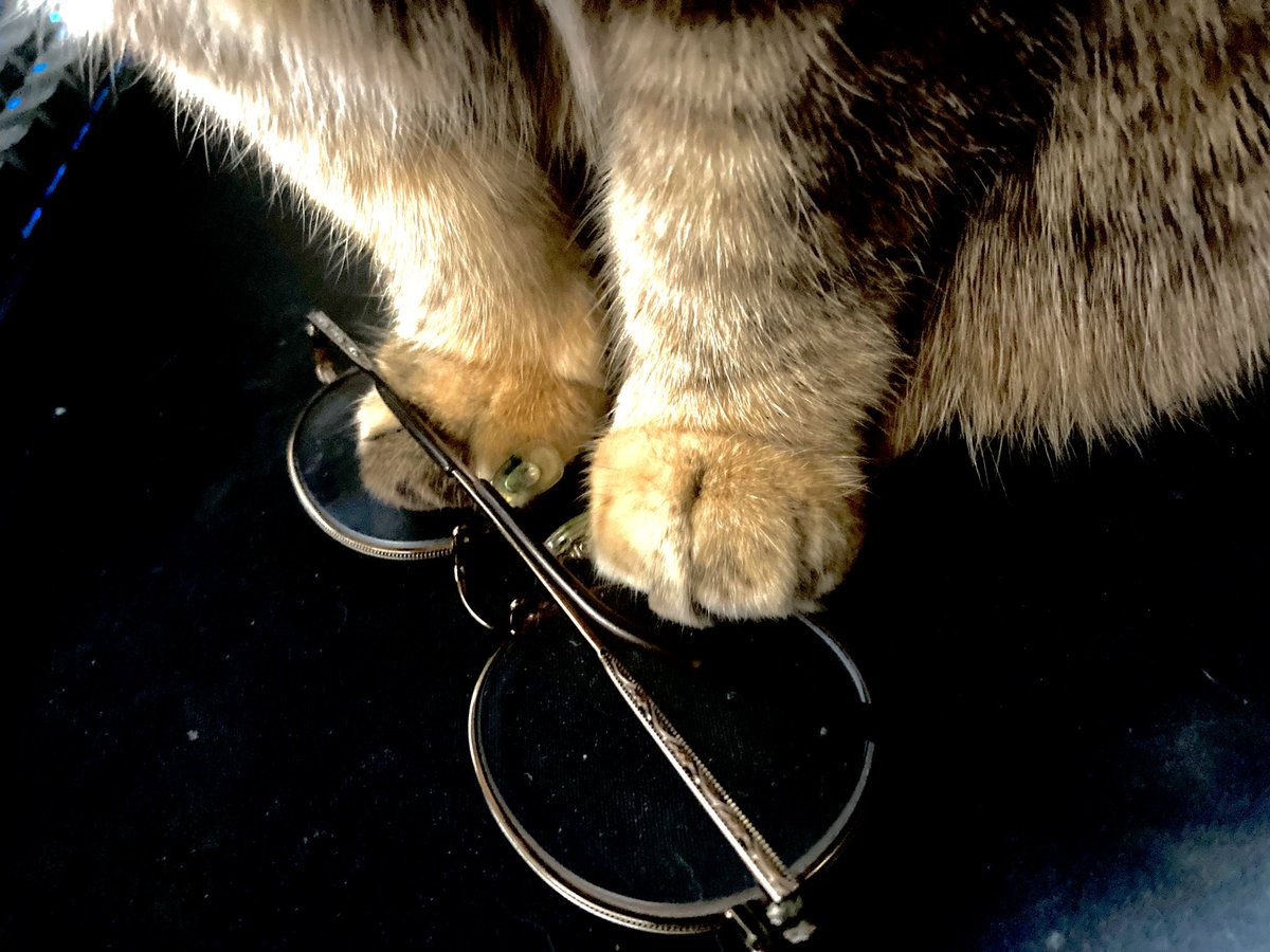 猫じゃなかったらブチギレられてる所業