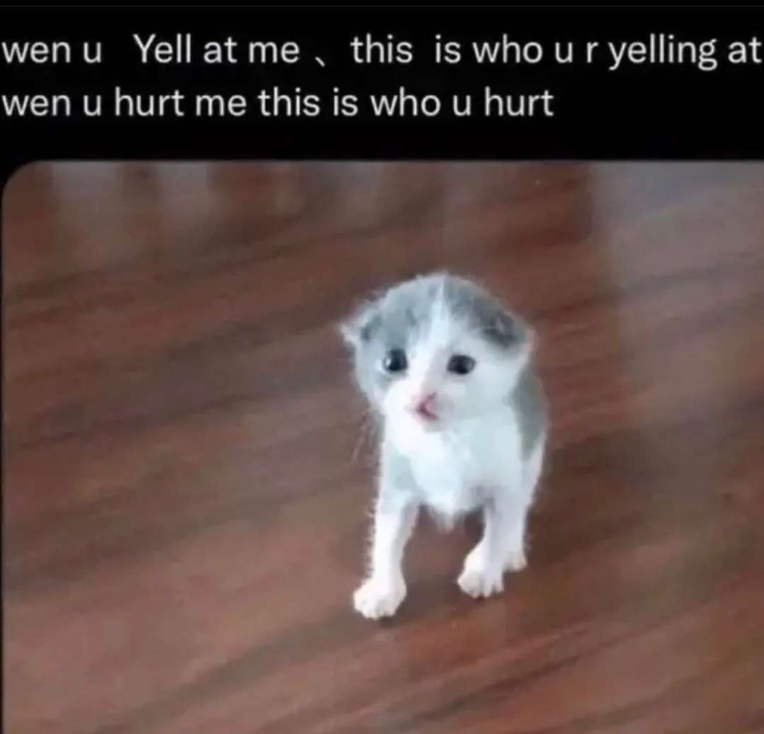 smol silly cat (@catsillyness) on Twitter photo 