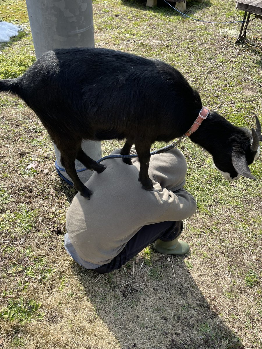 ネコつん (@neko_z_m) / Posts / X