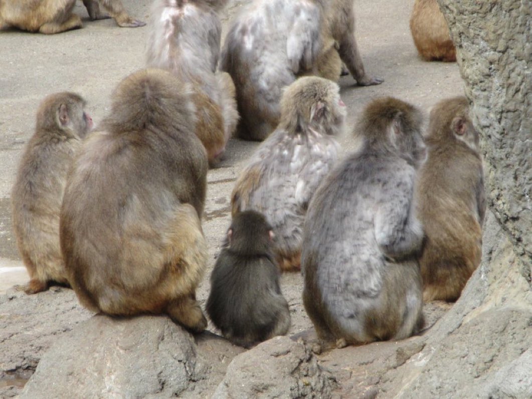 personalstuffs's tweet image. มาดูน้องพั๊นจิคุง น้องนั่งรวมกับลิงโต น้องเข้ากับฝูงได้แล้วค่ะ 🥰🐒🐵🥰