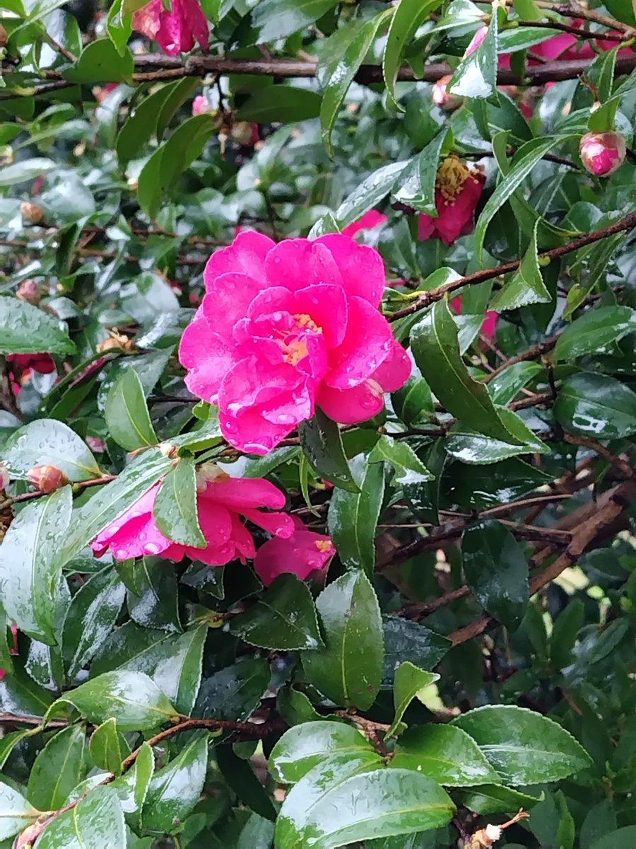 TLを花でいっぱいにしよう 新潟の冬と言えば…椿✨