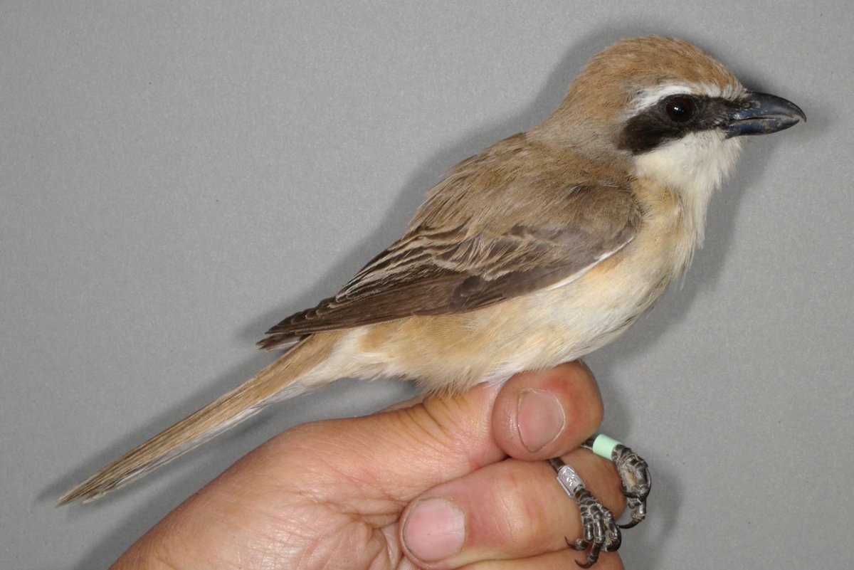 おおくら tweet media