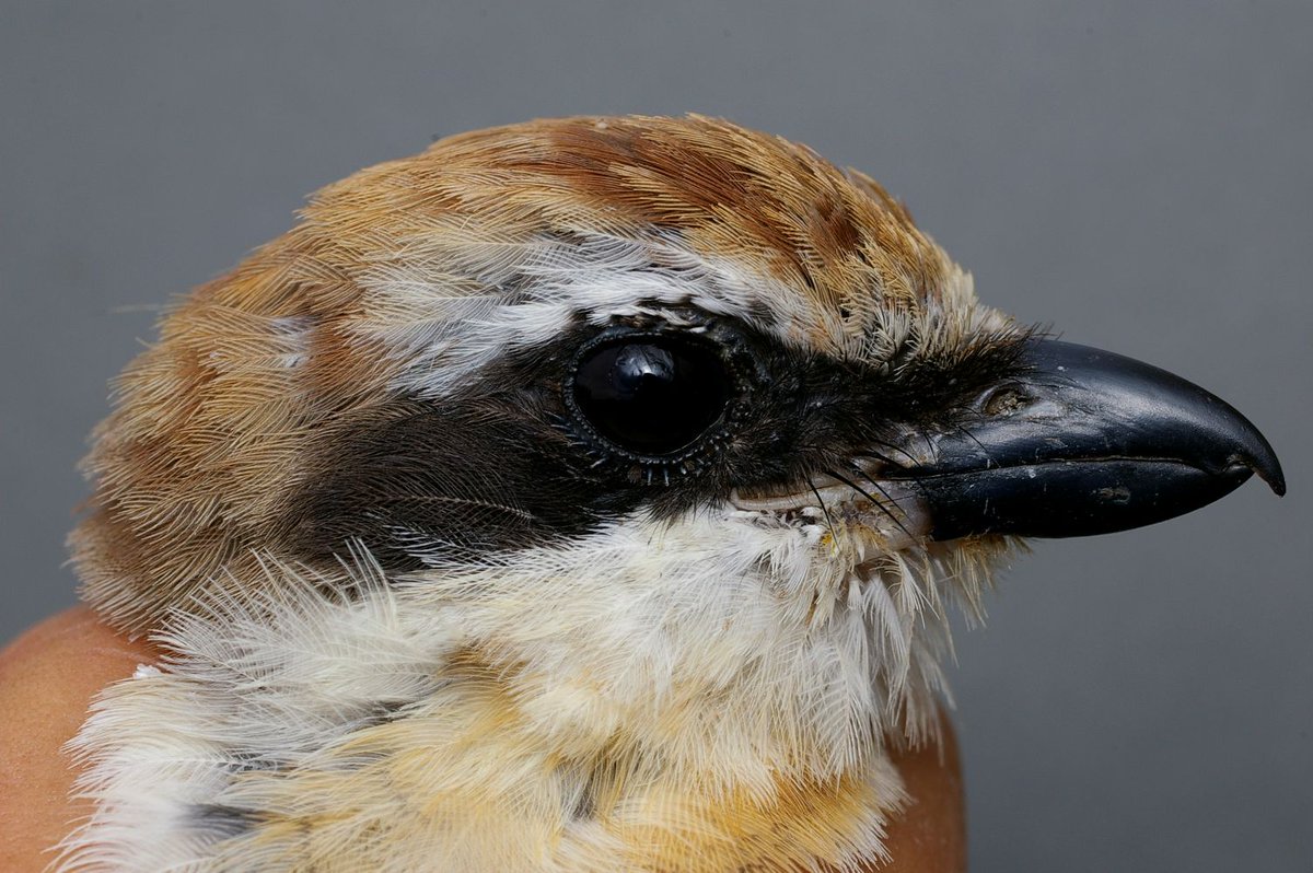 おおくら tweet media