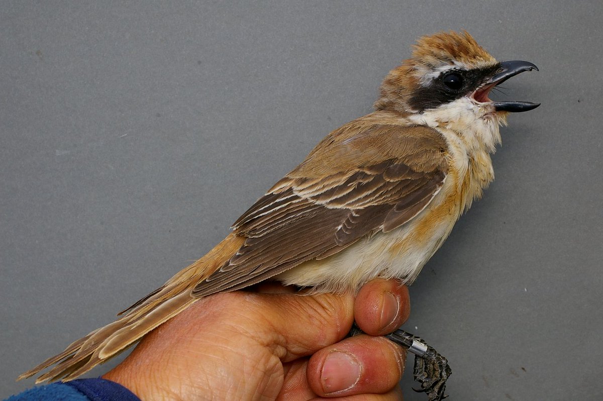 おおくら tweet media