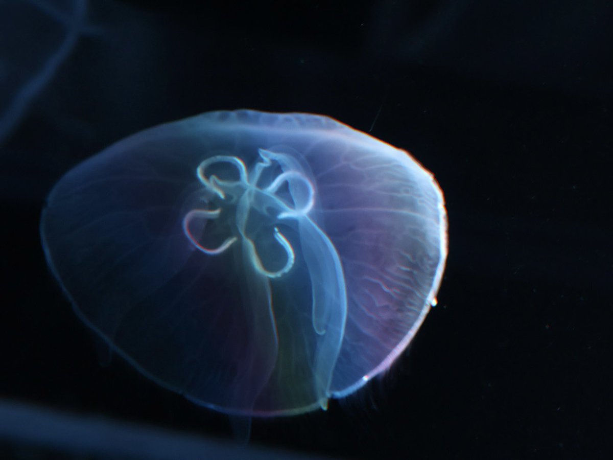 ナルセキョウ (@76SEkyo) / Posts / X