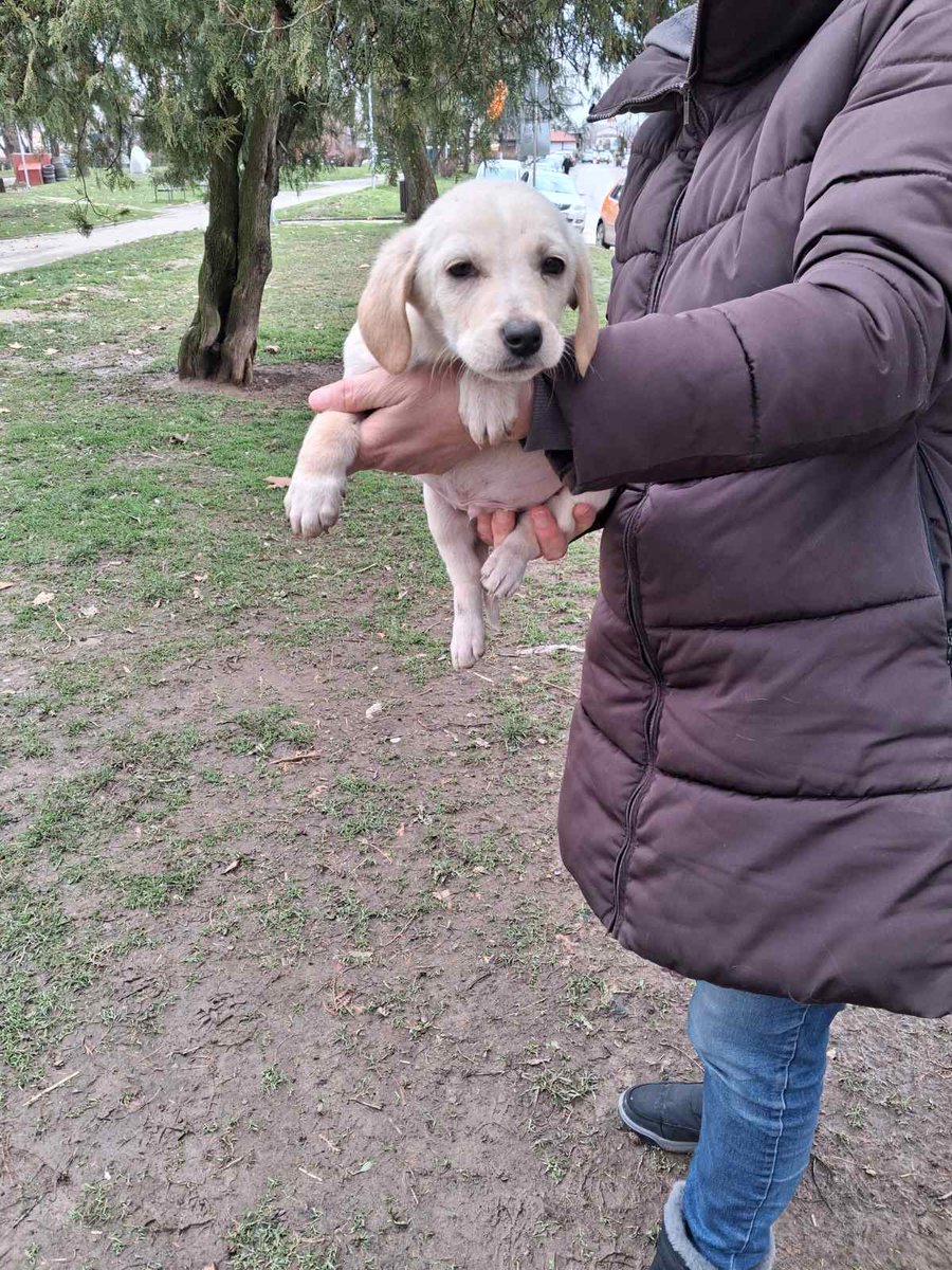 TheWitchPagan's tweet image. Ajde da ih udomimo. Nalaze se u Valjevu. Dva mala žuta su momci, crna je devojčica a ovi veći su ženke. Očišćeni od parazita obezbeđena vakcinacija
Rt!!!