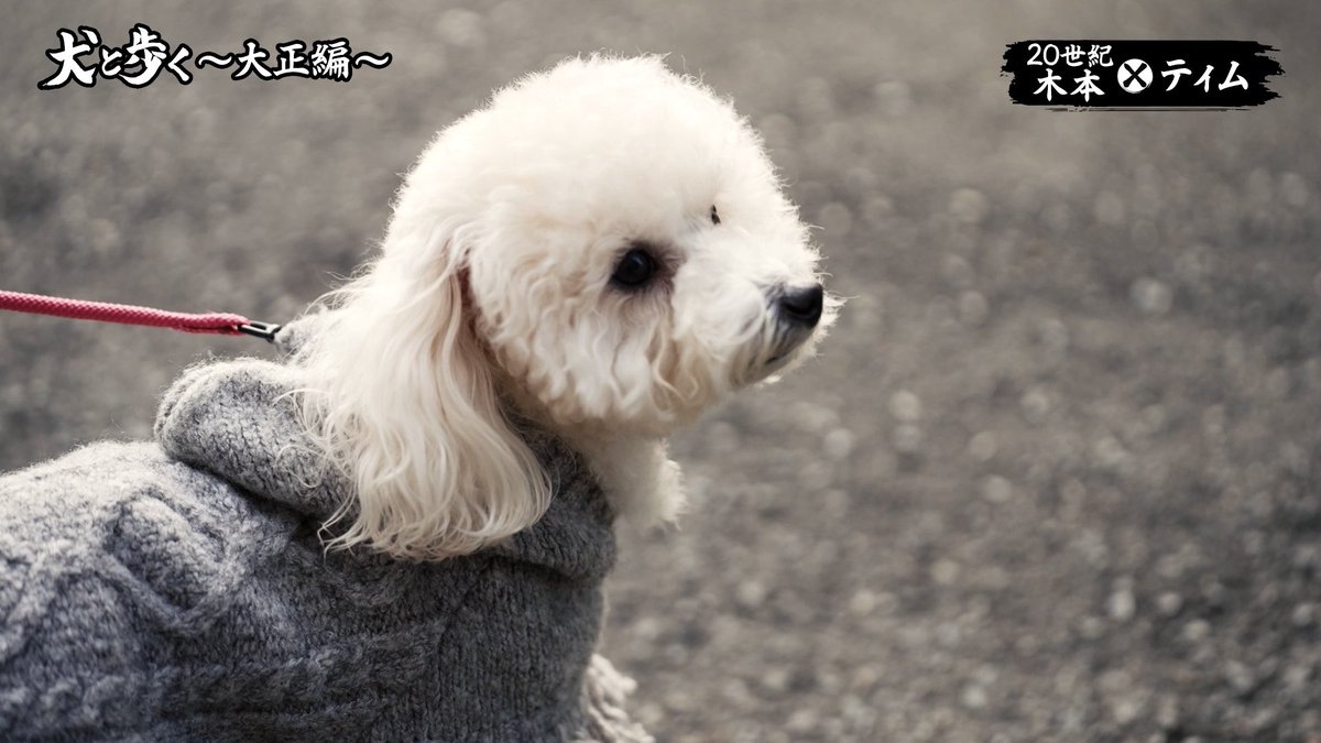 eohikari_ch's tweet photo. #犬と歩く Web版更新されました！🐶
こちらからどなたでもご覧いただけます

https://t.co/3yAUHVpfXd

今回は #20世紀 木本さんがトイプーのティムちゃんと大正を散歩します。🚶
解散が報道された木本さんですが、
木本さんの良さが前面に出ている回となっております。
皆さん是非ともご覧ください❗️ https://t.co/EPQ4LQZSQp