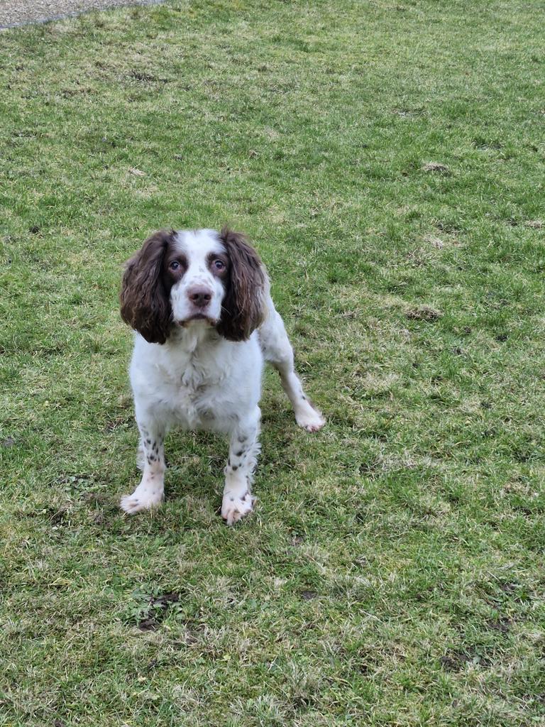 paul graham tweet media