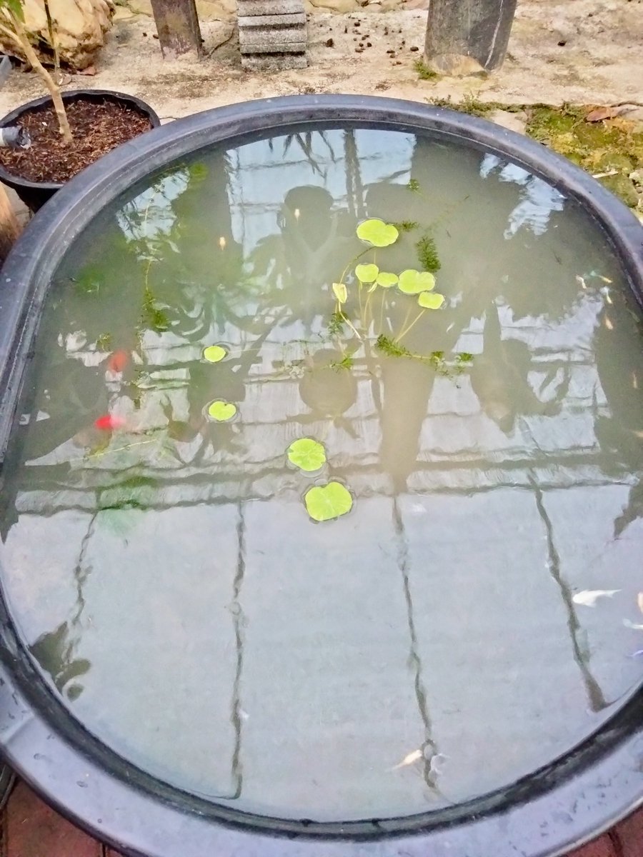 ยอมแพ้แล้ว เดี๋ยวหาซื้อที่กรองมาให้🤣
เปลี่ยนน้ำตอนสาย ตอนบ่ายขุ่นเหมือนเดิม