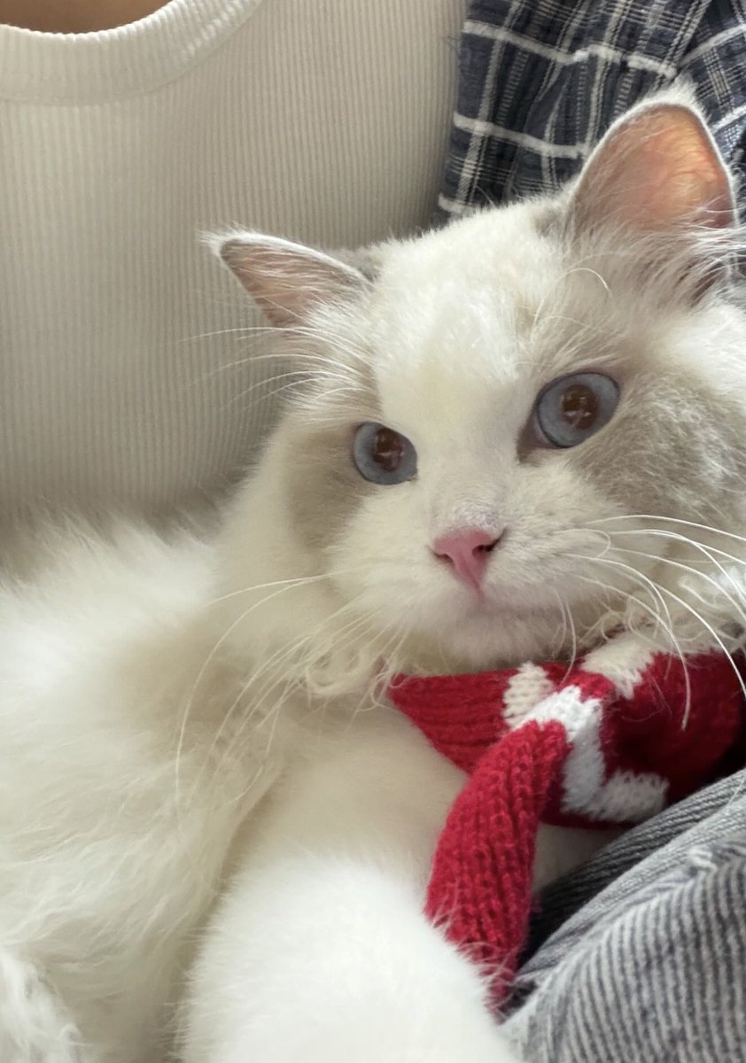 Copy paste

#hongshihoshi