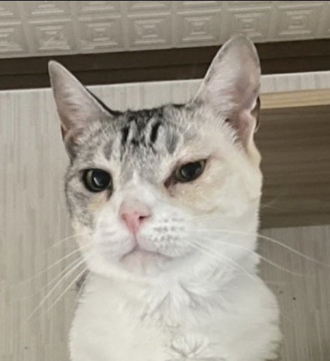 mattsat2's tweet photo. しらす嬢です〜縞ミケです😉

#ねこの日 #猫の日 #ファミリ～にゃ～ト大作戦 https://t.co/F45hGcYvnG