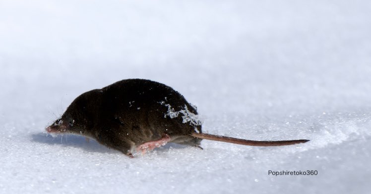 今日のトガリネズミ？雪原をずっと移動してたけど一体何をやってたんだろう。知りたい。木にも登ってたし。