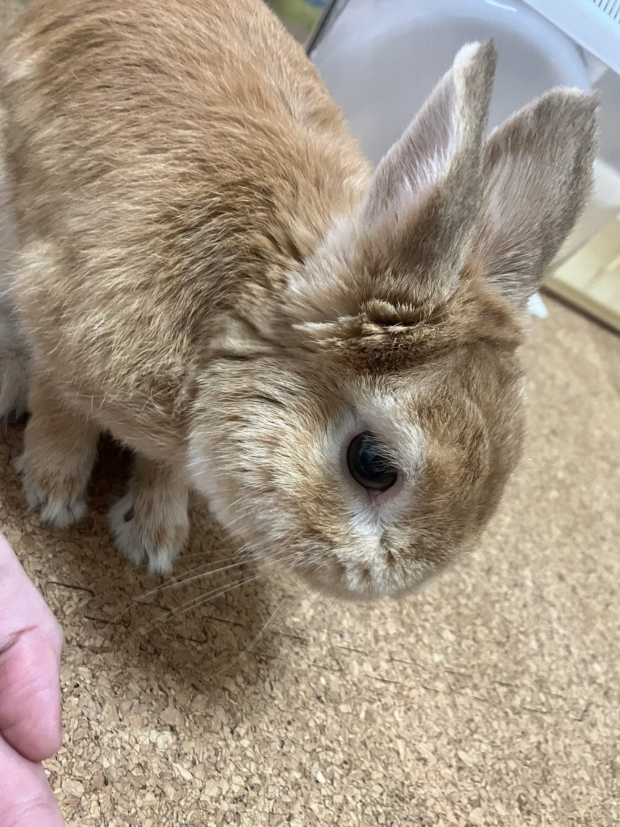 Post by 110 on X: うさぎ🐰