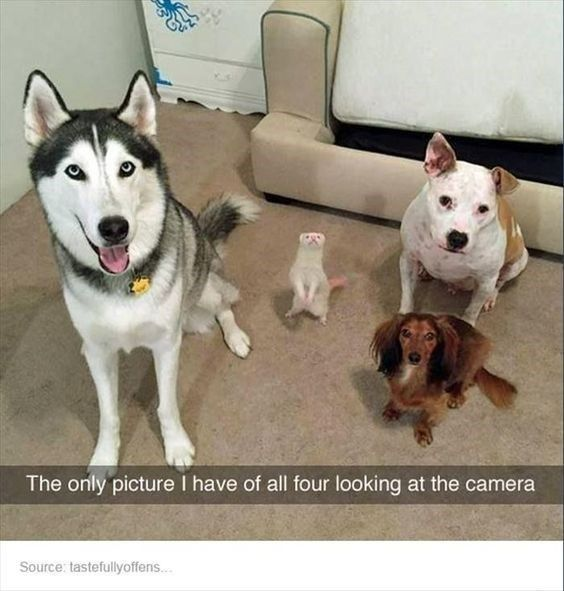 WholesomeMeme's tweet image. 