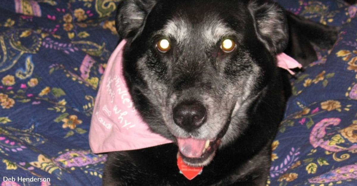 marillion13's tweet photo. Dog Rescued After Living in Pen, Her Humans Didn't 'Believe in Dogs in the House'.
The times when dogs had to guard farms or houses some hundred years ago´re long over, dogs belong to their humans, inside their homes.
💖💖💖
https://t.co/PNQwvHHPoA https://t.co/MUxEr2LTlL