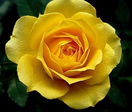 IsabellaKoldras's tweet photo. 'There is simply the rose; it is perfect every moment of its existence."
#RalphWaldoEmerson
#RoseWednesday
#MidweekPickMeUp https://t.co/fEUkvi2HAv