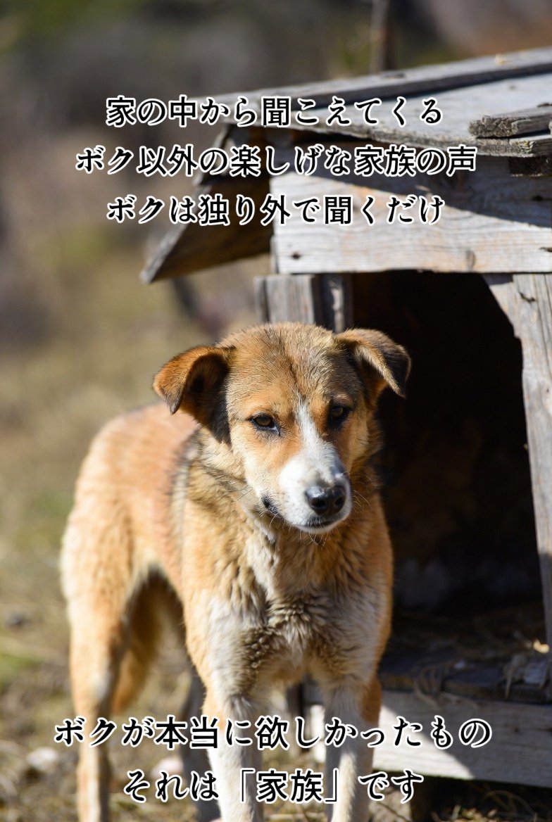 あなたに飼われて15年
暖かい家に迎えられたと
喜ぶのも束の間
ボクは独り 外に繋がれた

食べ物も水もくれる
時々は 散歩にも連れてってくれる

だけど ボクが本当に欲しいモノを
あなたは最後までくれない

お別れが近いので 本音を言います
ボクはあなたの家族になりたかった