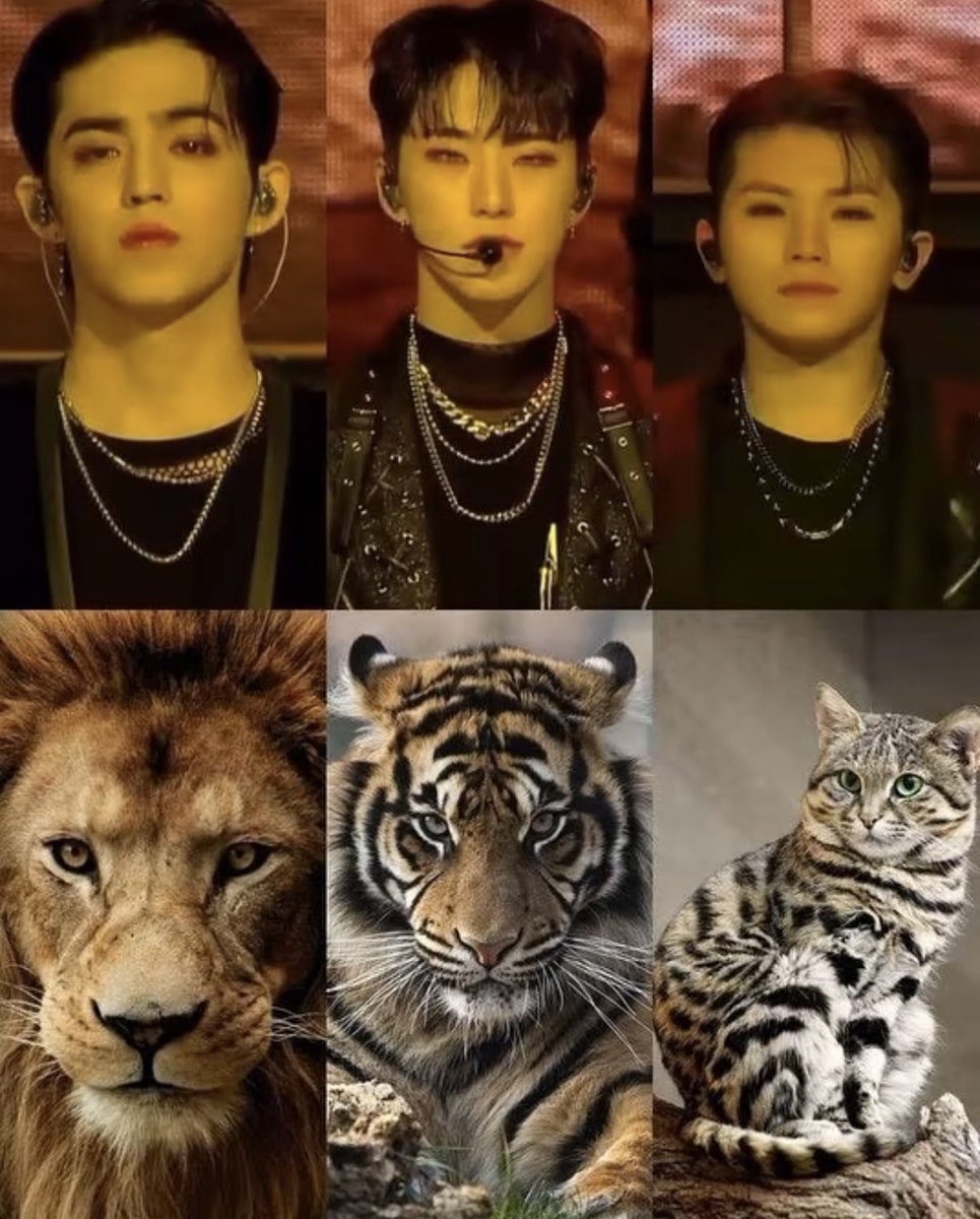 🦁🐯🐱