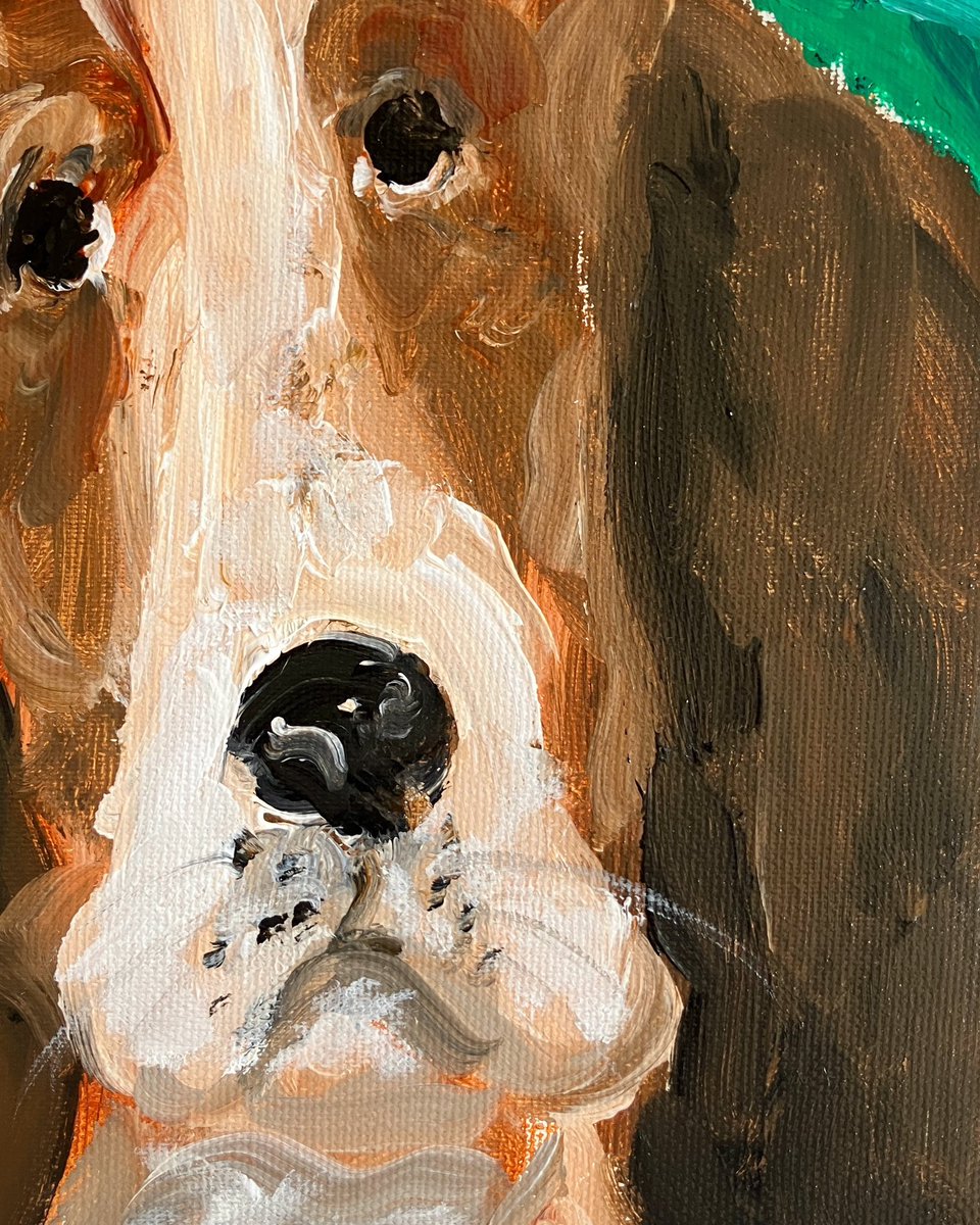 犬の顔