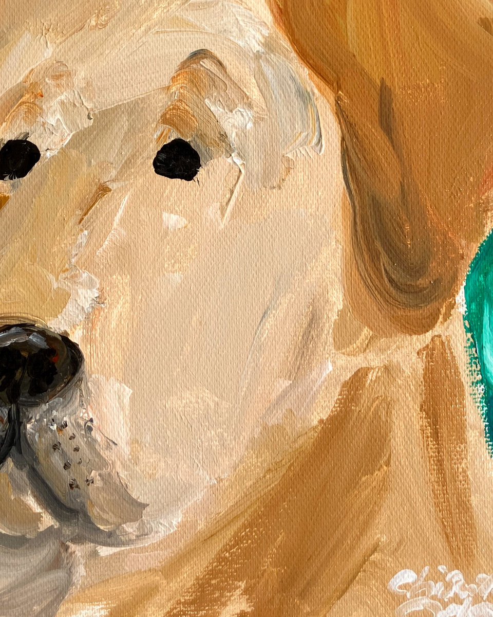 犬の顔