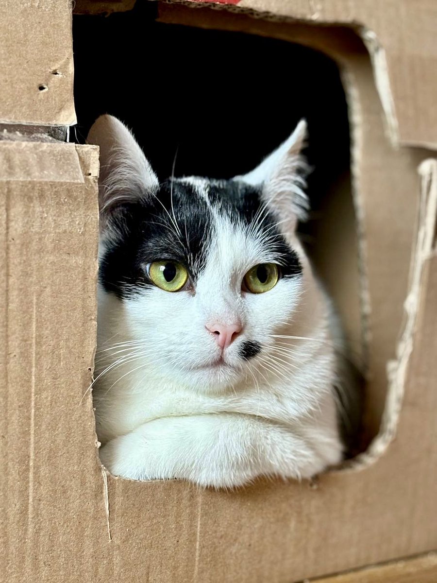 🧀
Пан Чедер вже на робочому місці.
А міг би працювати з дому.
Каже, що продуктивність падає, якщо його не носять на руках кожні 20 хвилин
📦