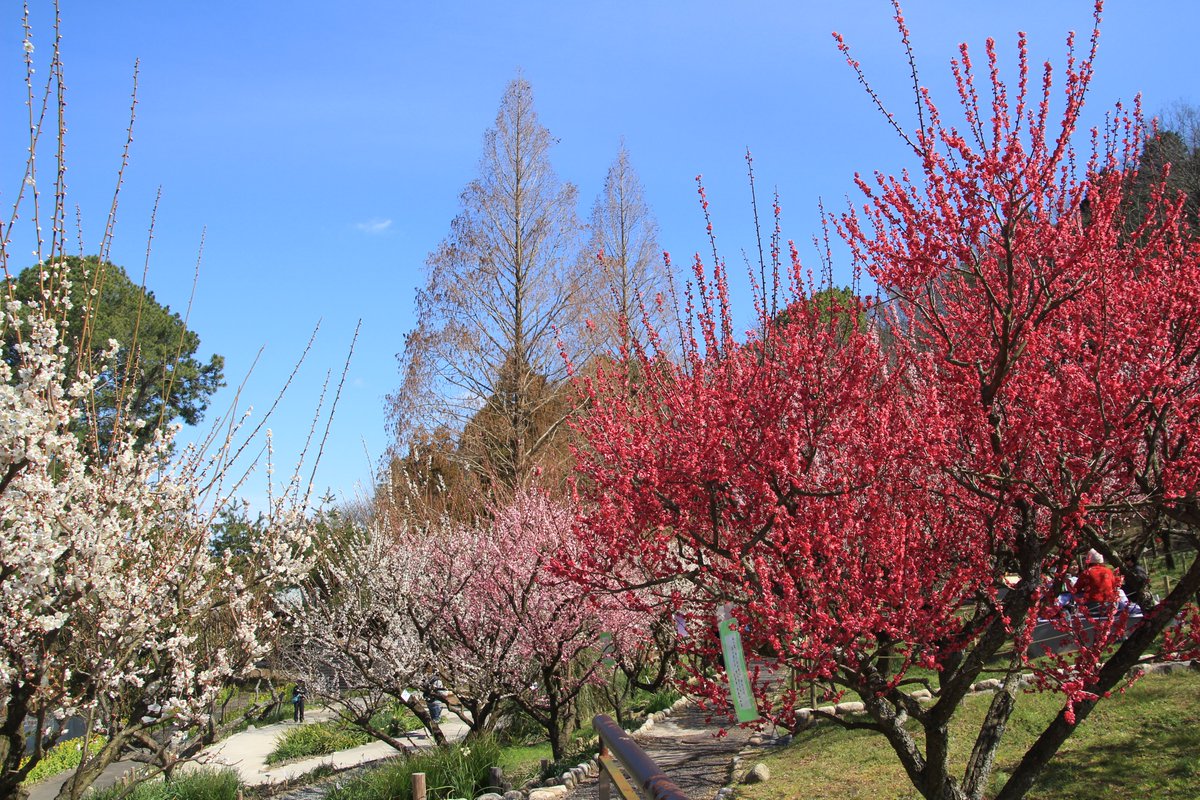 Osaka_Tabilog's tweet photo. 早春の梅を“こたつ”で楽しむ特別体験❕✨
🌸大阪府立花の文化園 元祖梅コタ 2026🌸

河内長野市の大阪府立花の文化園では、約90品種・240本の梅が咲き始め✨
梅園では人気イベント「梅コタ」を開催中🎉屋外のこたつに入り、あたたまりながら観梅を楽しめます🌸

園内レストラン「ハニーサックル」では、季節限定「苺とラズベリーマカロンのミルクパイ」も登場🍓
テイクアウトして、こたつで味わうのもおすすめ✨

ひと足早い春を、こたつでゆったり感じてみませんか？🌸
#梅コタ #花の文化園