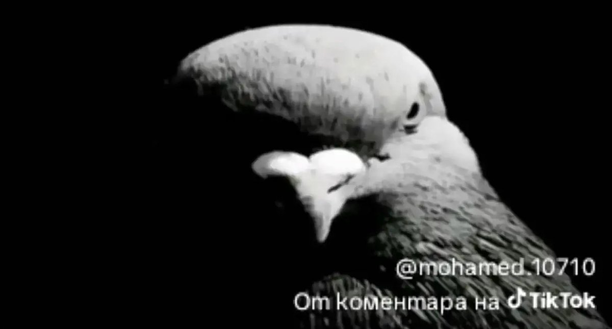 Razvan4k tweet media