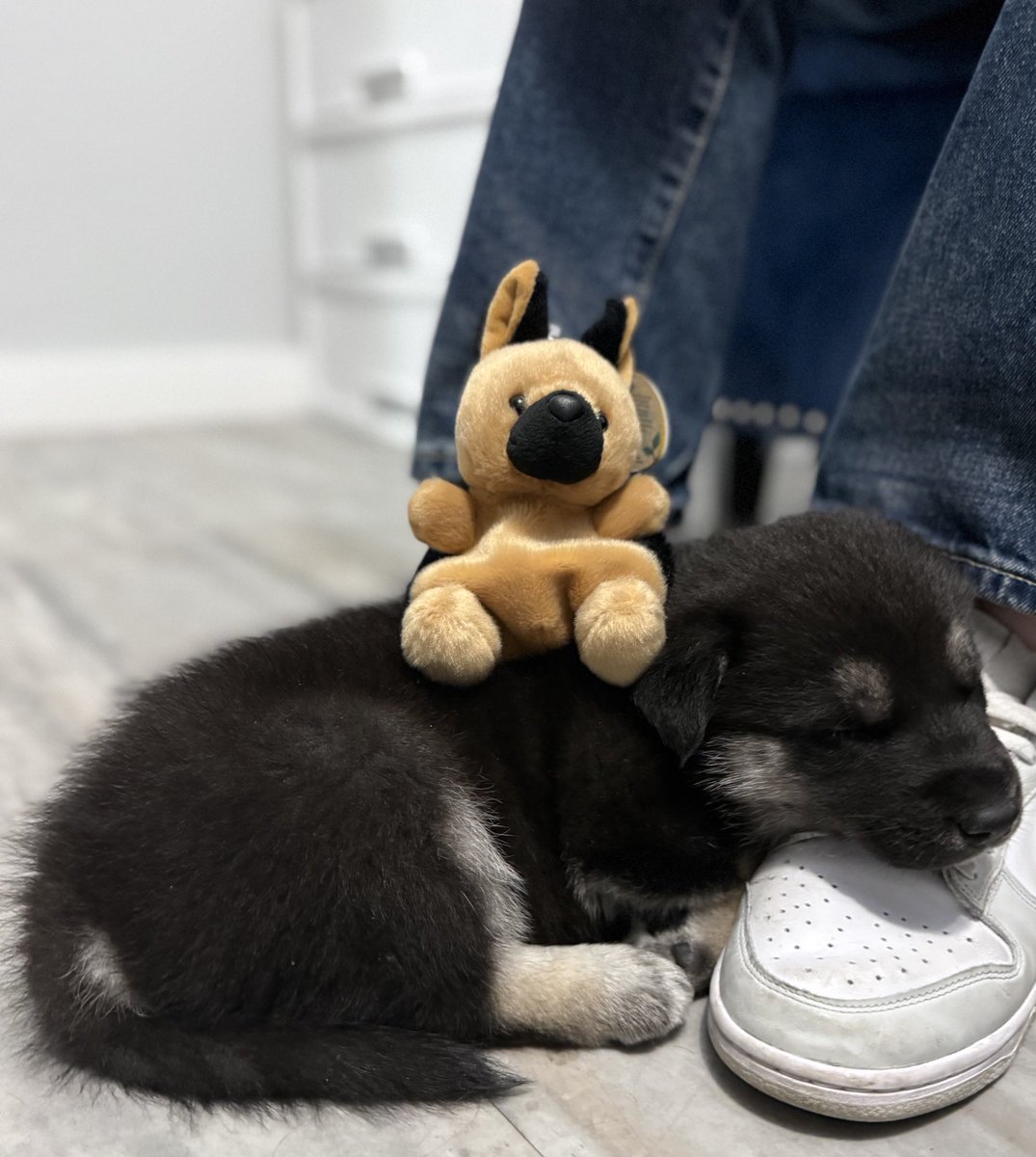 Meet Silvio💛 new bb puppy I got with <a href="/EidrenOnline/">Eidren</a> ❤️ &amp; tysm again <a href="/lewdartgirl/">🖤Doc the succubus🐮</a> for gifting me this sweet angel✨ We are for sure spoiling this cute boyo💙