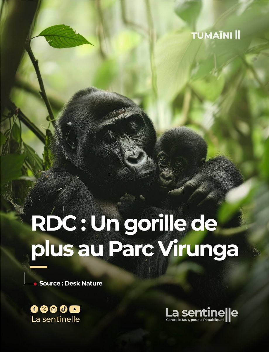 Bonne nouvelle!!! 

Bangambe , gorille de la famille Rugendo, vient de donner naissance à un petit mâle, portant la famille à 20 individus. Une naissance porteuse d’espoir et de résilience, malgré l’insécurité qui menace le parc.