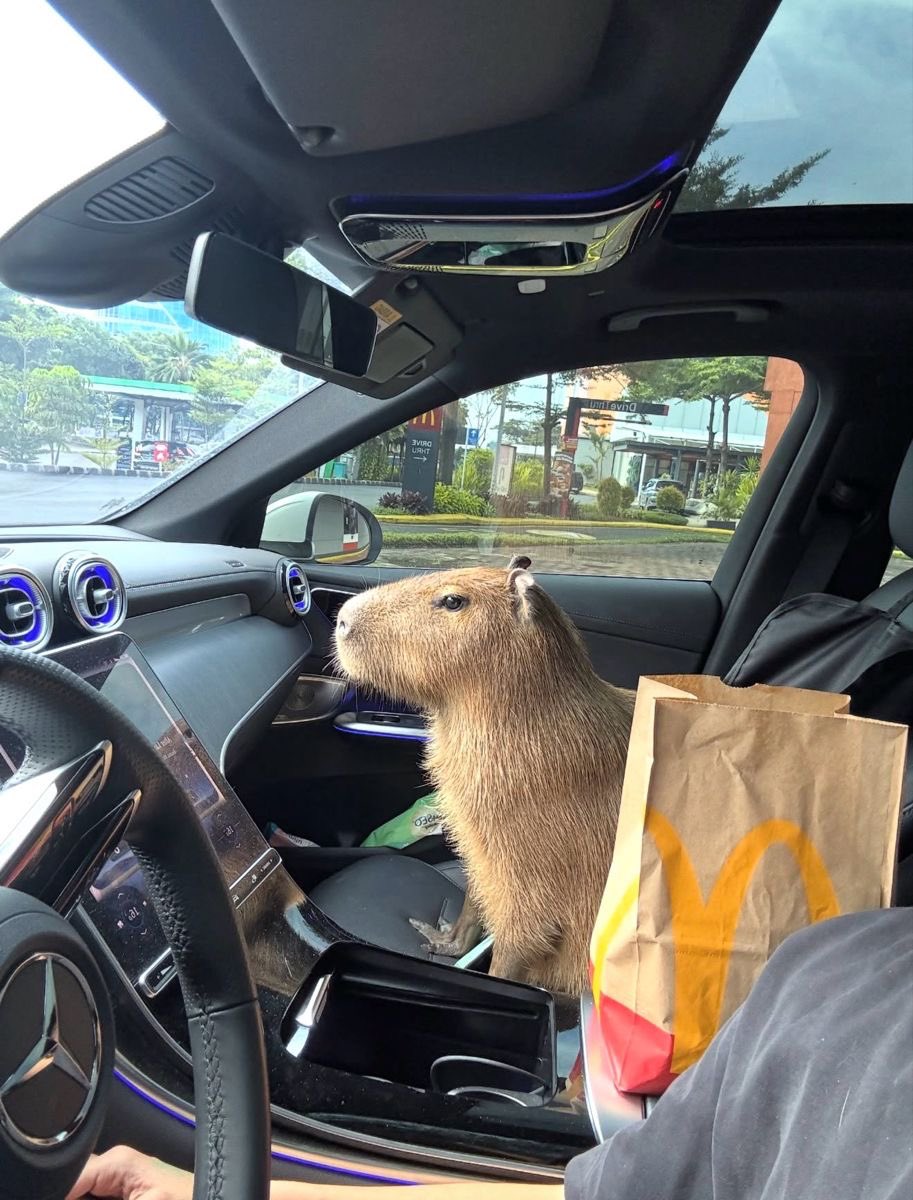 카피바라 아카이브 tweet media