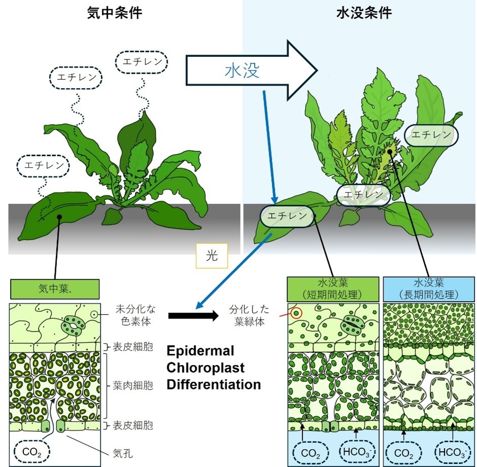 東京大学大学院理学系研究科・生物科学専攻 tweet media