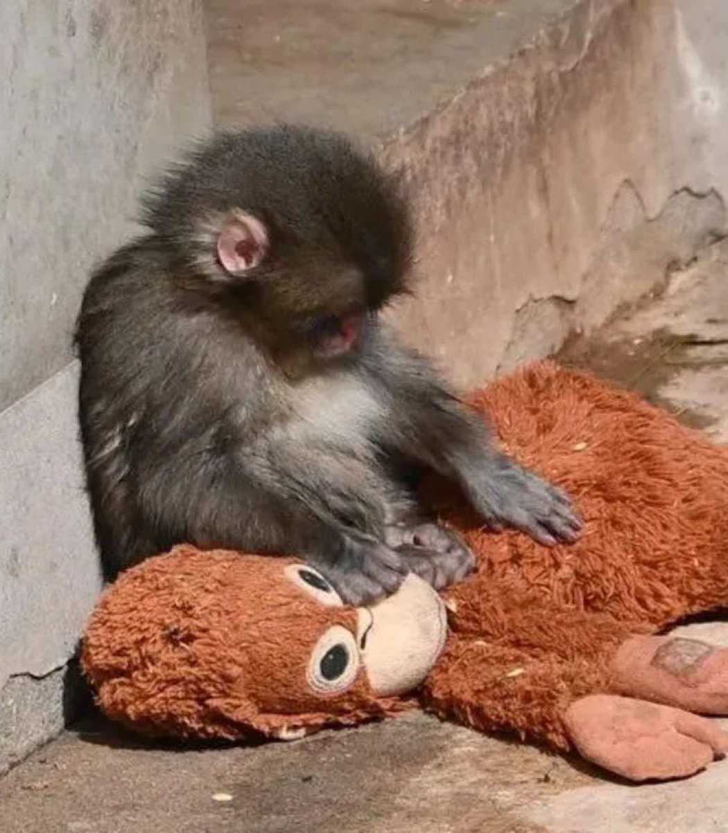 Indie5051's tweet image. La historia de Punch el monito que se hizo viral en TikTok:

Abandonado por su madre, fue criado por humanos. Cuando lo presentaron al grupo de monos del zoológico, no pudo integrarse en la sociedad de monos. No deja de abrazar el peluche que le regalaron sus cuidadores.
